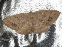 Casbia melanops