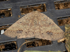 Casbia melanops