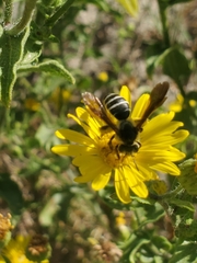Andrena fulvipennis