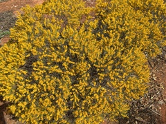 Acacia montana