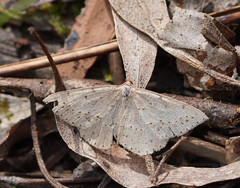 Taxeotis perlinearia