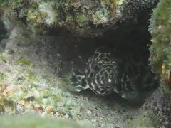 Epinephelus quoyanus