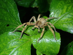 Heteropoda pingtungensis