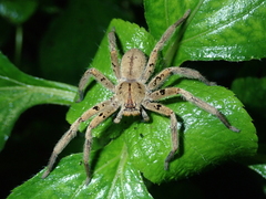 Heteropoda pingtungensis