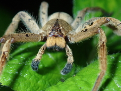 Heteropoda pingtungensis