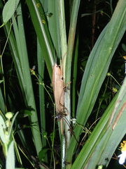 Pseudorhynchus gigas