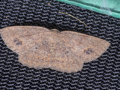 Casbia melanops