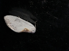 Cilix hispanica