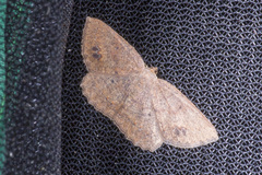 Casbia melanops