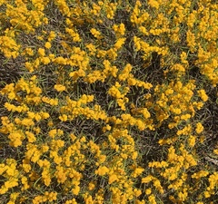 Acacia montana