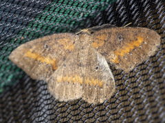 Casbia melanops