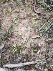 Glossodia major