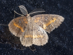 Casbia melanops