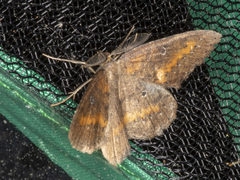 Casbia melanops