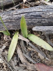 Glossodia major