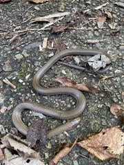 Euprepiophis conspicillata