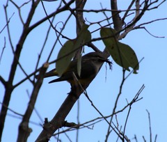 Eopsaltria griseogularis