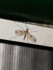 Macrocera phalerata