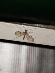 Macrocera phalerata