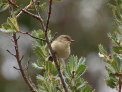 Acanthiza inornata