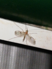 Macrocera phalerata