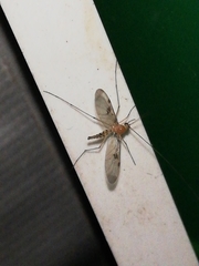 Macrocera phalerata