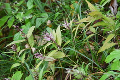 Melampyrum setaceum