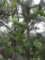 Halocarpus kirkii