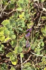 Coleus intraterraneus