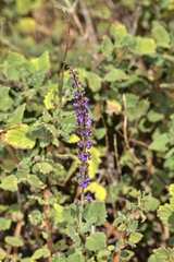 Coleus intraterraneus