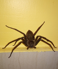Heteropoda venatoria