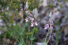 Stylidium brunonianum