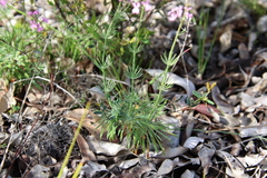 Stylidium brunonianum