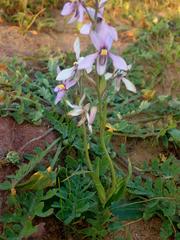 Cyanella orchidiformis