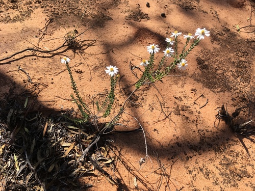 Image of Olearia pimeleoides by (c) Paul Coddington, some rights reserved (CC BY)