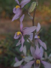 Cyanella orchidiformis