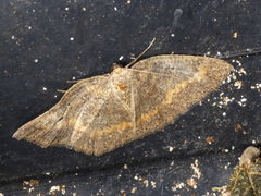 Casbia melanops