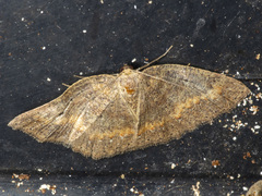 Casbia melanops