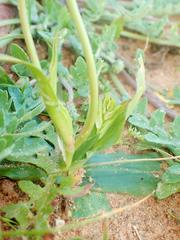 Cyanella orchidiformis