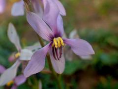 Cyanella orchidiformis