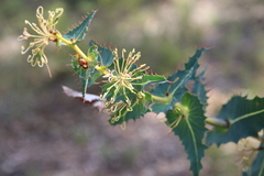 Hakea amplexicaulis