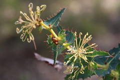 Hakea amplexicaulis
