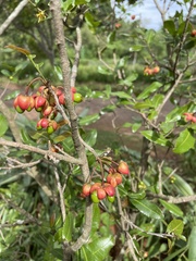 Ochna natalitia
