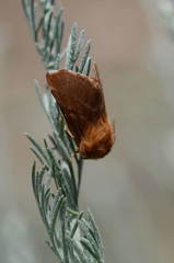 Malacosoma parallela