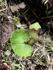 Corybas vitreus