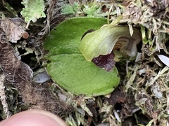 Corybas vitreus