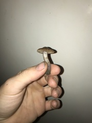 Cortinarius brunneus