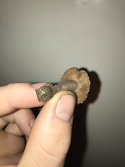 Cortinarius brunneus