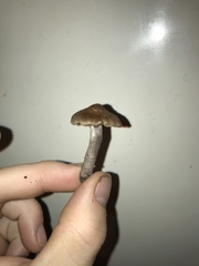 Cortinarius brunneus