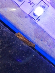 Bactra venosana